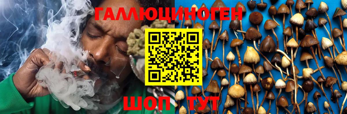 Галлюциногенные грибы Psilocybine cubensis Чехов